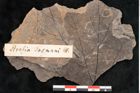 Foto (Objekt + Etikett) von Aralia tasmani Ettingshausen (NHMW-GEO-2024-0188-10158a)